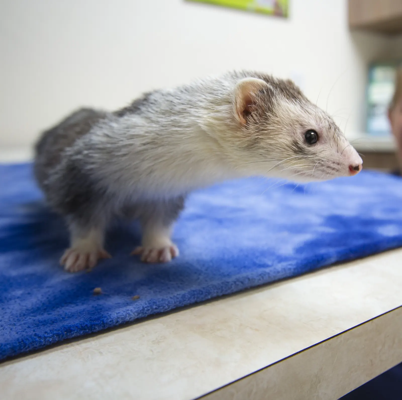 A ferret explores the blanket on a Countrycare exam table