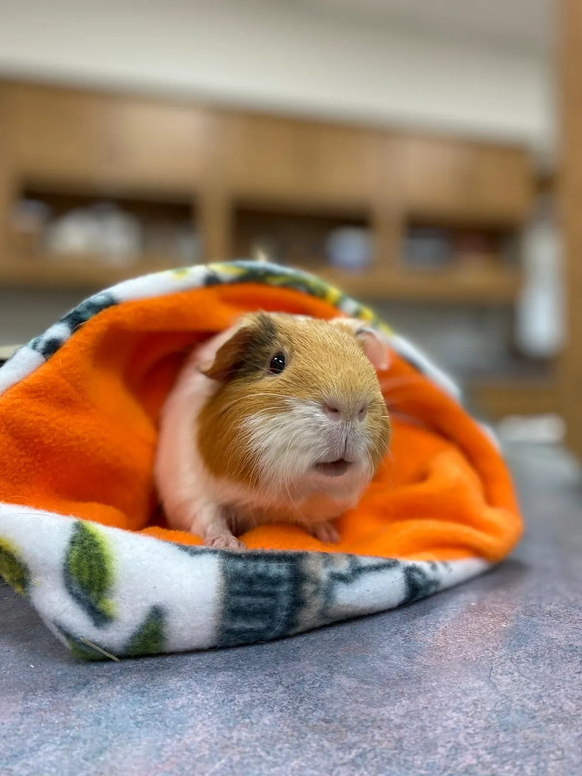 Limpy, a guinea pig, peeks out of a fleece blanket on a Countrycare exam table