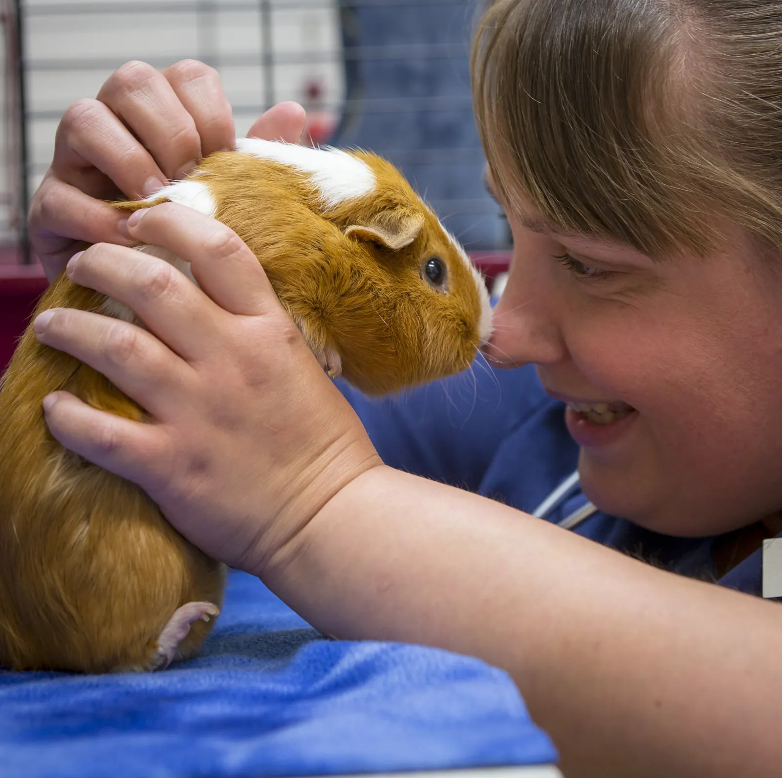 Dr. Aili Heintz holds a guinea pig nose to nose on the exam table