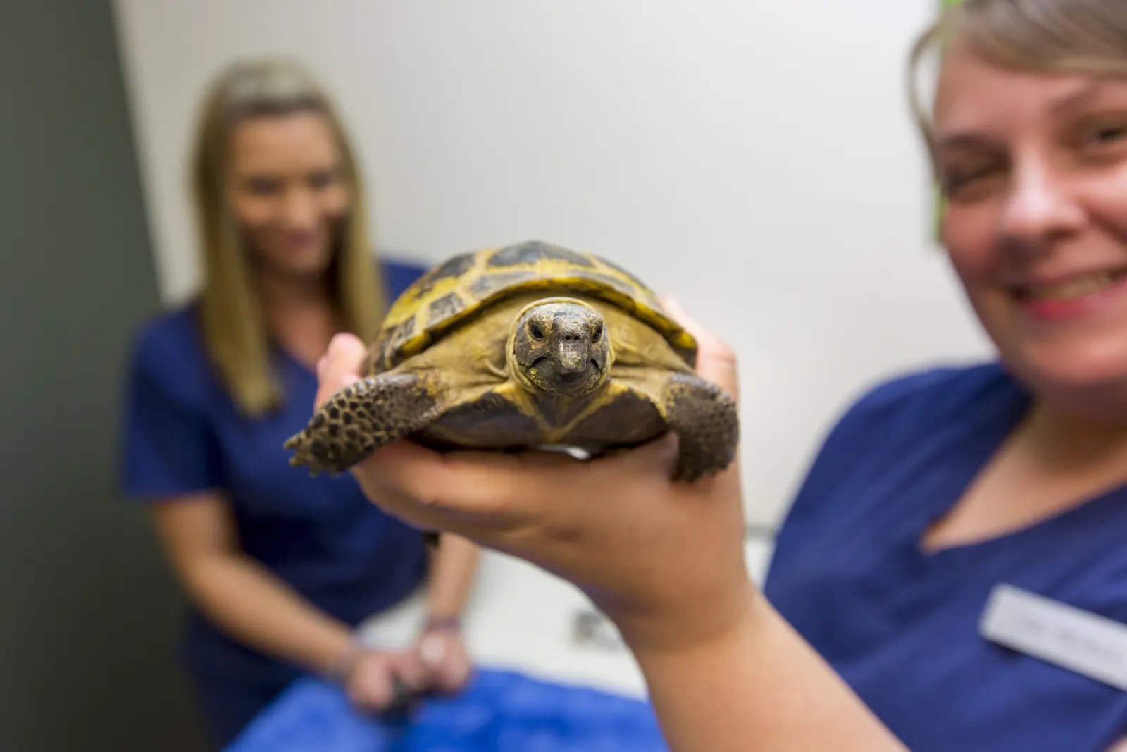 A Countrycare team member holds a tortoise up to the camera as a colleague smiles behind her