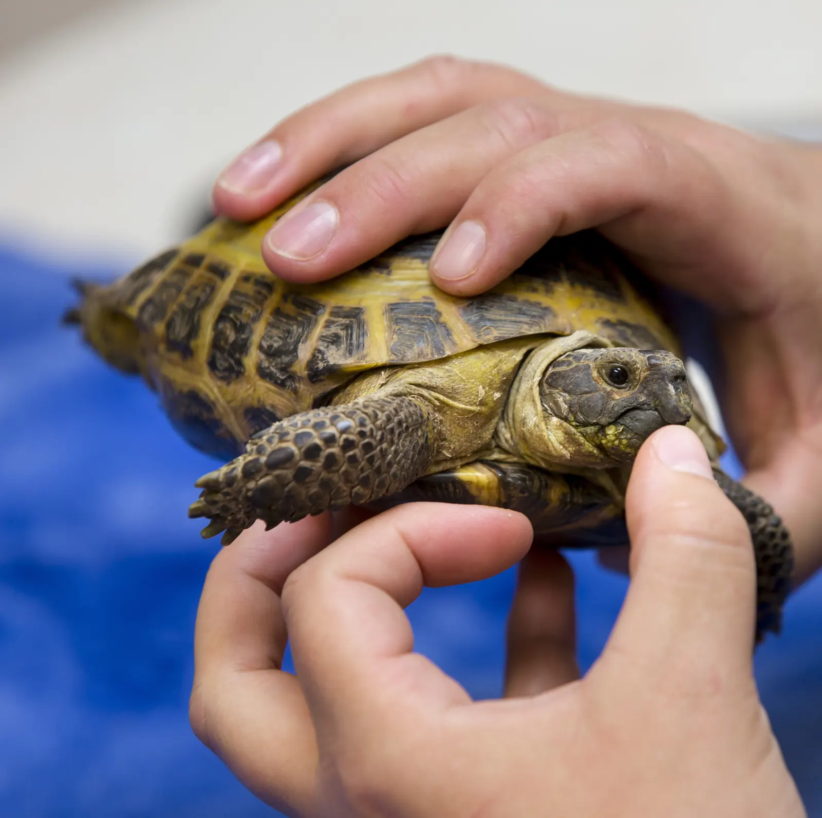 Two hands steady a tortoise on the exam table