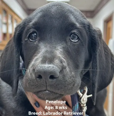 Penelope, a Labrador retriever, one of our new patients in January