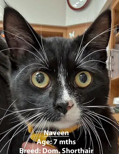 Naveen, a domestic shorthair cat, one of our new patients in January