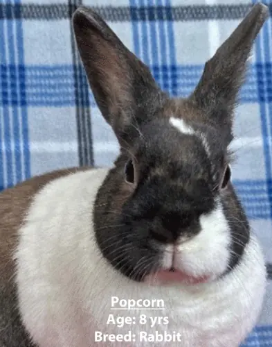Popcorn, a rabbit, one of our new patients in January