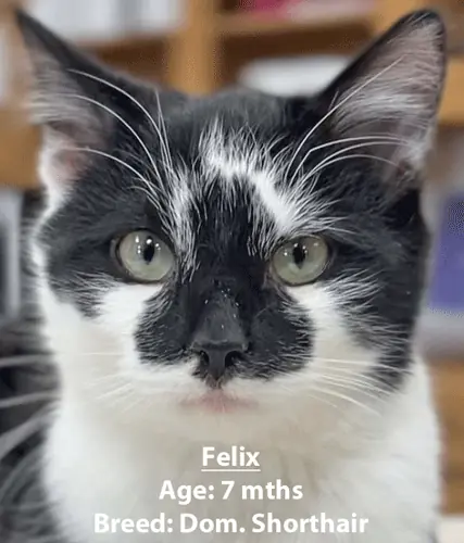Felix, a domestic shorthair cat, one of our new patients in January