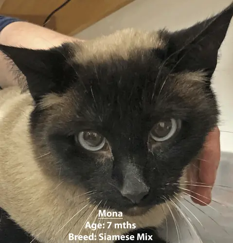 Mona, a Siamese mix, one of our new patients in January