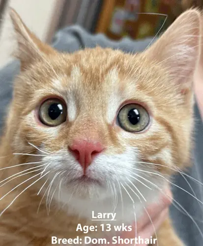 Larry, a domestic shorthair cat, one of our new patients in January