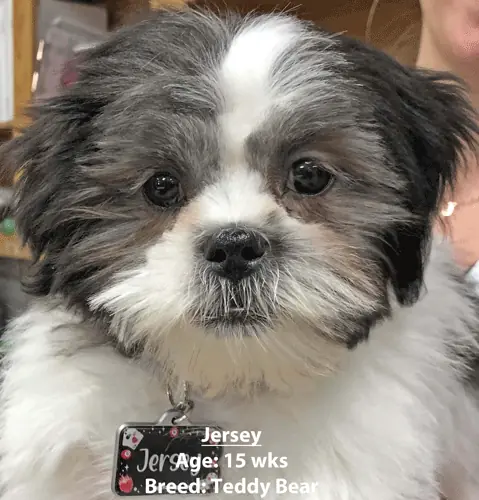 Jersey, a teddy bear breed dog, one of our new patients in January