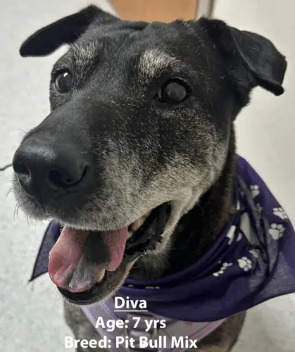 Diva, a pit bull mix, one of our new patients in January