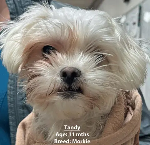 Tandy, a Morkie, one of our new patients in January