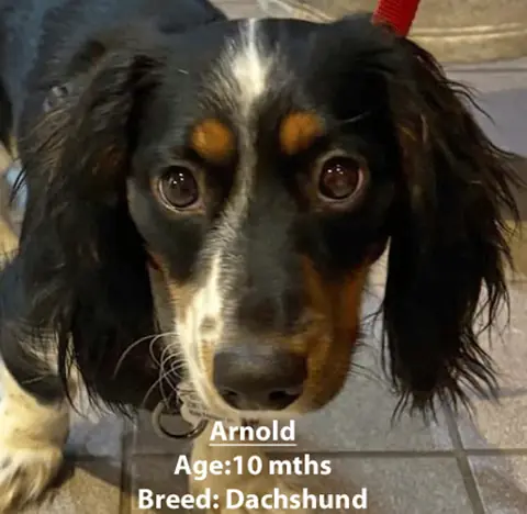Arnold, a dachshund, one of our new patients in January
