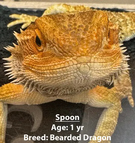 Spoon, a bearded dragon, one of our new patients in January