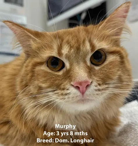Murphy, a domestic longhair cat, one of our new patients in January