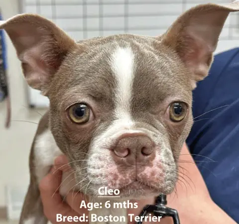 Cleo, a Boston terrier, one of our new patients in January