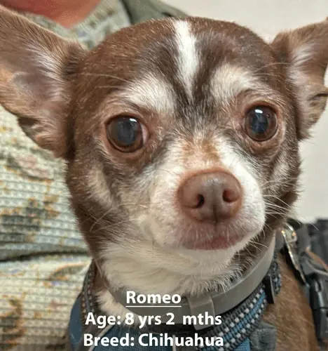 Romeo, a Chihuahua, one of our new patients in January