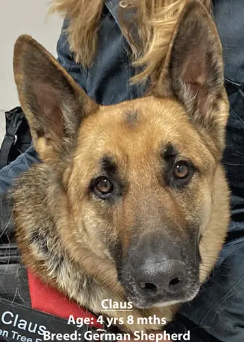 Claus, a German shepherd, one of our new patients in January