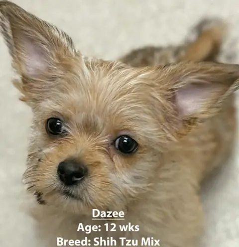 Dazee, a shih tzu mix, one of our new patients in January