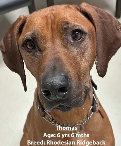 Thomas, a Rhodesian ridgeback, one of our new patients in January