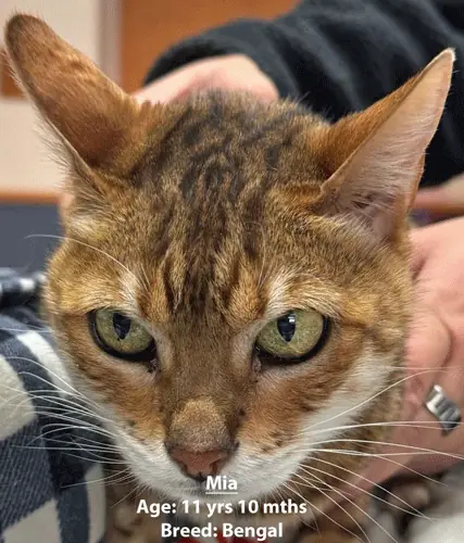 Mia, a Bengal cat, one of our new patients in January