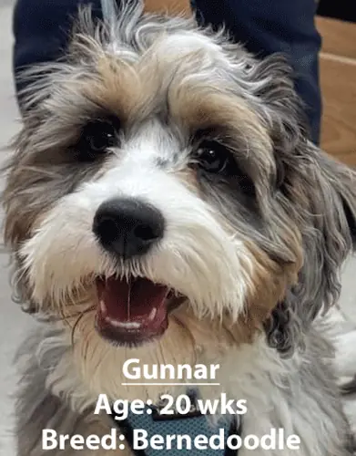 Gunnar, a Bernedoodle, one of our new patients in January