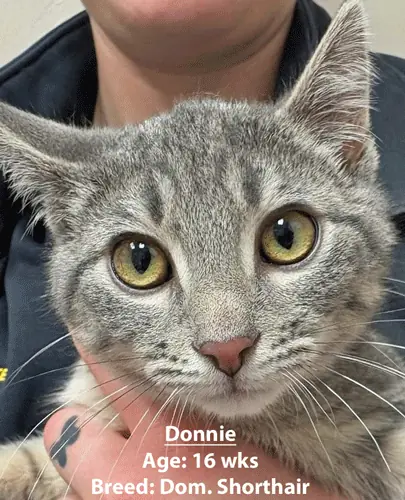 Donnie, a domestic shorthair cat, one of our new patients in January