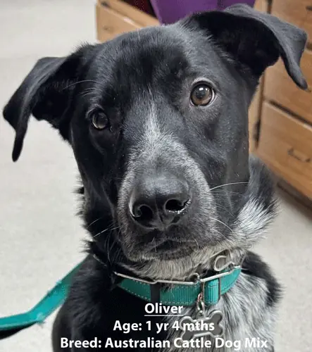Oliver, an Australian cattle dog mix, one of our new patients in January