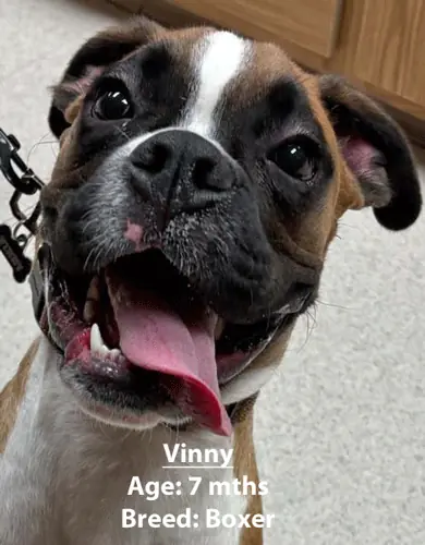 Vinny, a boxer, one of our new patients in January