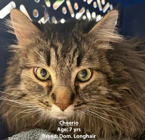 Cheerio, a domestic longhair cat, one of our new patients in January