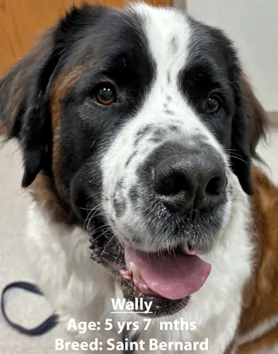 Wally, a Saint Bernard, one of our new patients in January