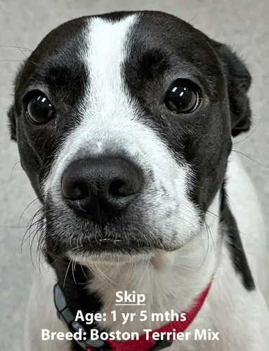 Skip, a Boston terrier mix, one of our new patients in January