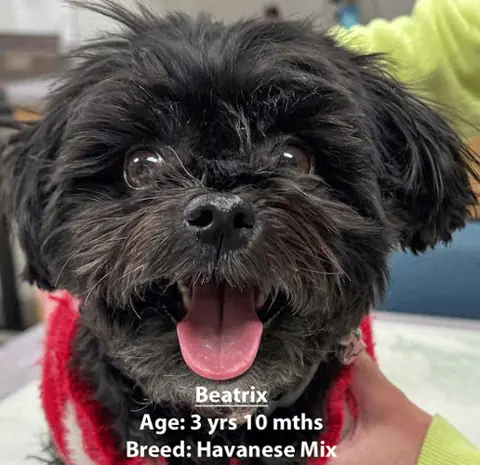 Beatrix, a Havanese mix, one of our new patients in January