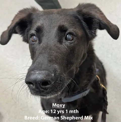 Moxy, a German shepherd mix, one of our new patients in January