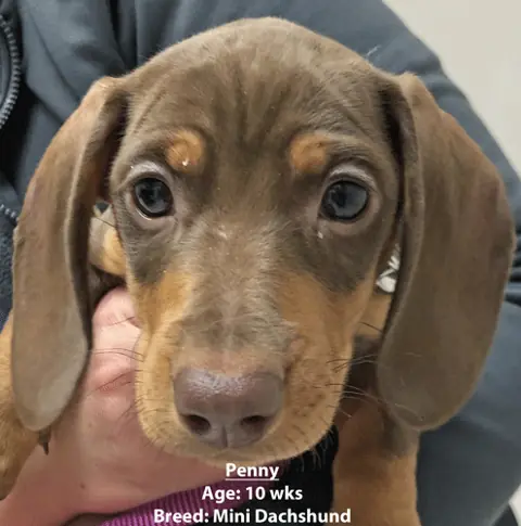 Penny, a mini dachshund, one of our new patients in January