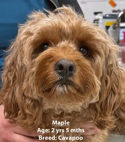 Maple, a Cavapoo, one of our new patients in January