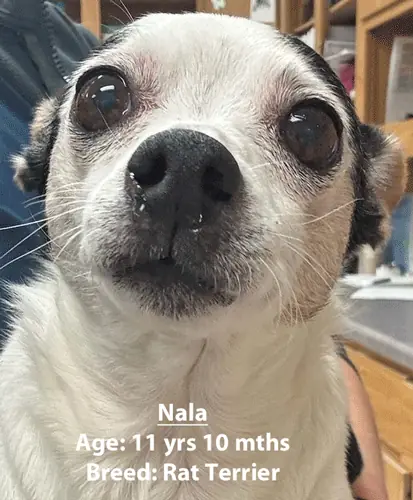 Nala, a rat terrier, one of our new patients in January