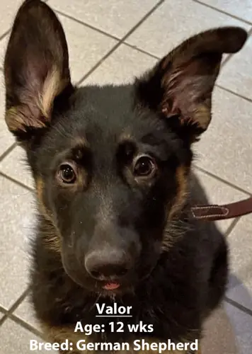 Valor, a German shepherd, one of our new patients in January