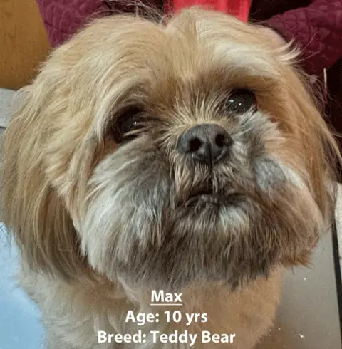Max, a teddy bear breed dog, one of our new patients in January