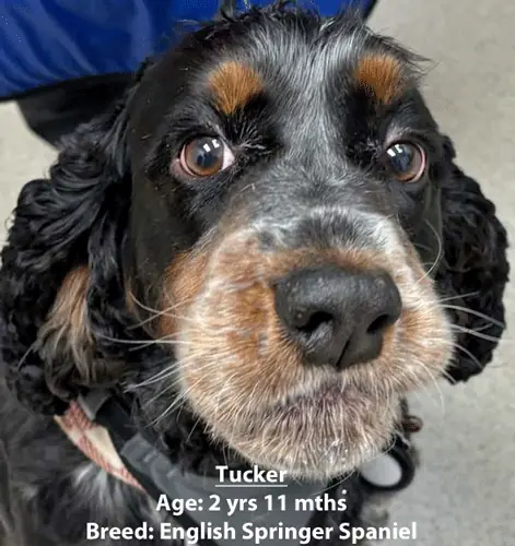 Tucker, an English springer spaniel, one of our new patients in January