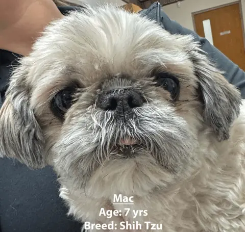 Mac, a shih tzu, one of our new patients in January