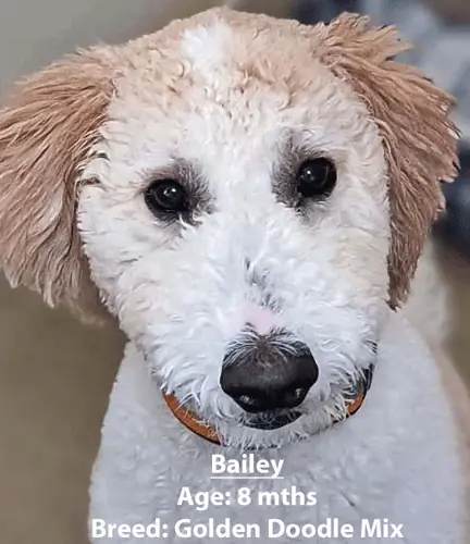 Bailey, a goldendoodle mix, one of our new patients in January