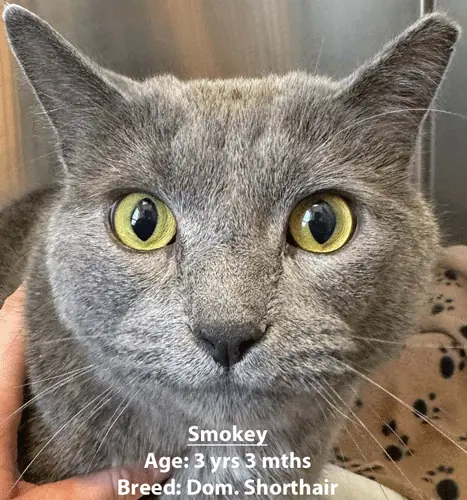 Smokey, a domestic shorthair cat, one of our new patients in January