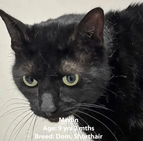 Merlin, a domestic shorthair cat, one of our new patients in January