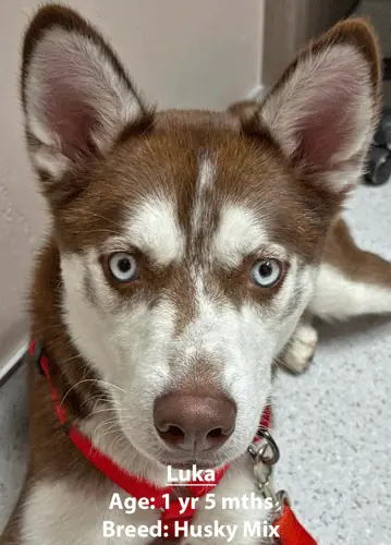 Luka, a husky mix, one of our new patients in January