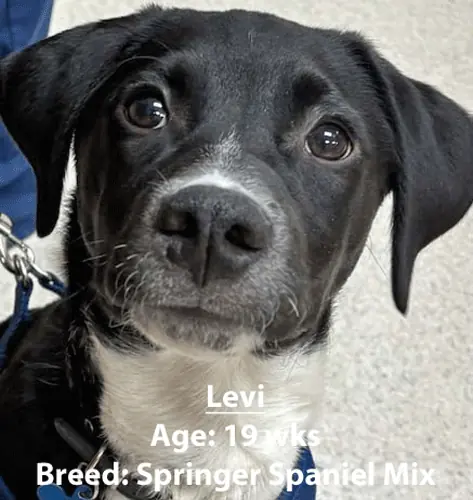 Levi, a springer spaniel mix, one of our new patients in January