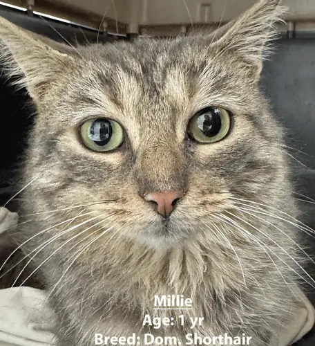 Millie, a domestic shorthair cat, one of our new patients in January
