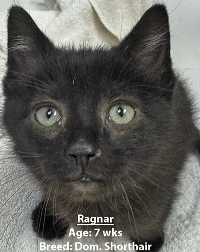 Ragnar, a domestic shorthair cat, one of our new patients in February