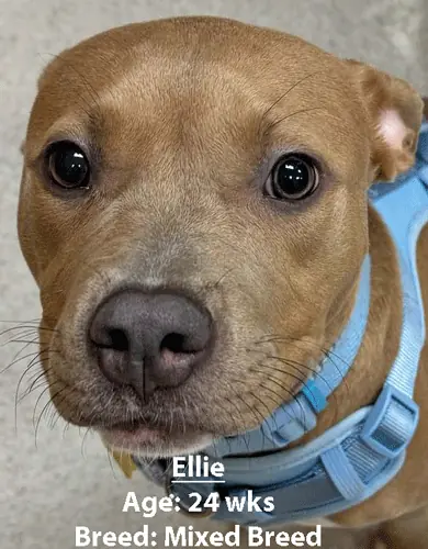 Ellie, a mixed breed, one of our new patients in February