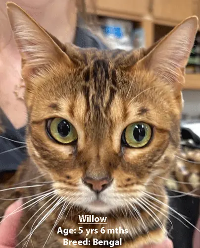 Willow, a Bengal cat, one of our new patients in February