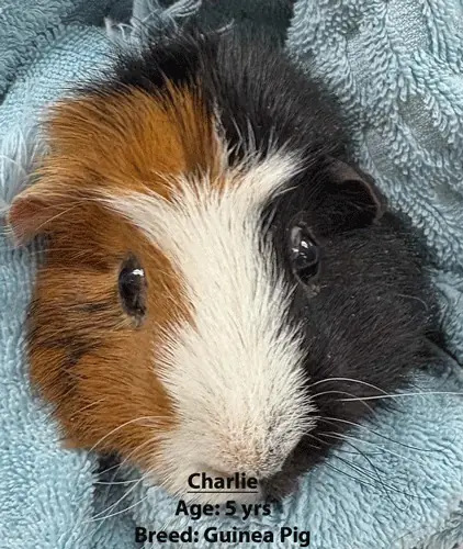 Charlie, a guinea pig, one of our new patients in February