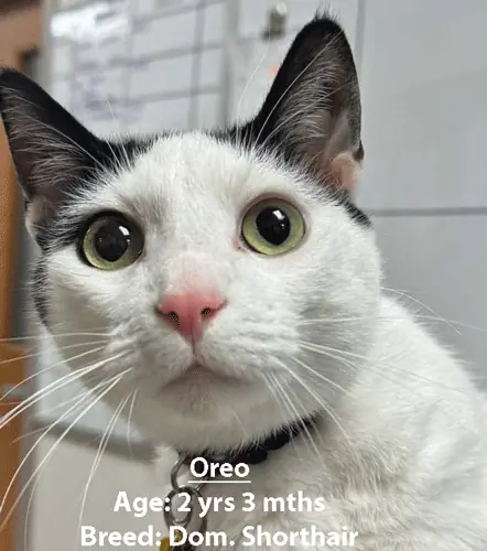 Oreo, a domestic shorthair cat, one of our new patients in February
